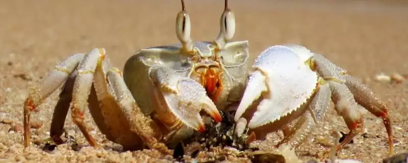 螃蟹断腿再生的奇迹:拥有断足再生能力的科学解释插图 螃蟹断腿再生的奇迹:拥有断足再生能力的科学解释插图