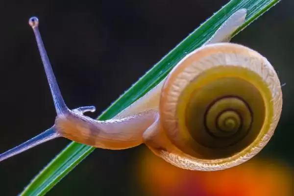 判断蜗牛是害虫还是益虫的方法和重点?了解蜗牛属性要做好哪些细节?插图1 判断蜗牛是害虫还是益虫的方法和重点?了解蜗牛属性要做好哪些细节?插图1