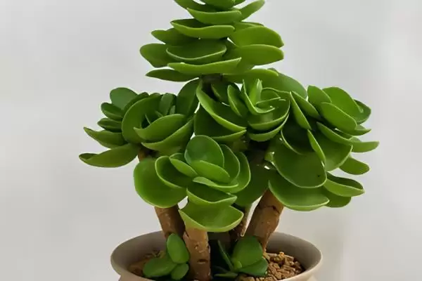 金钱木长叶子的时间 ,金钱木在什么情况下能长叶子插图4