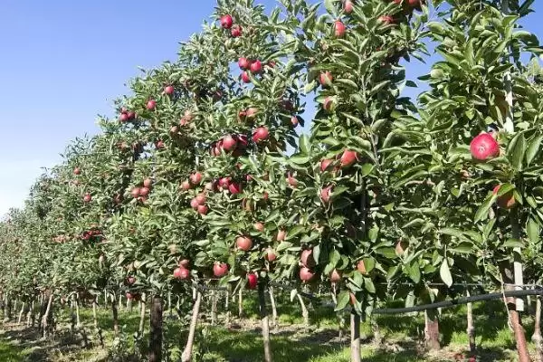 苹果树怎么栽培，在春天进行定植为佳插图2