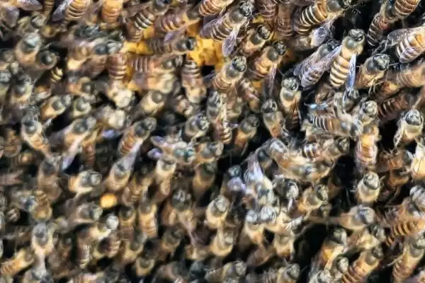 分蜂后出现多个王台怎么办，需进行王台的取舍插图2