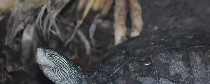 了解中华花龟食物的方法和重点?养猪场生态与其他生物有哪些关联细节?插图 了解中华花龟食物的方法和重点?养猪场生态与其他生物有哪些关联细节?插图