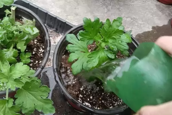 图片[6]-菊花黑斑病的防治 ,防治菊花黑斑病可喷施哪些药物呢？-会东网