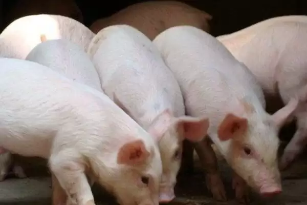 了解猪流感的方法和重点？养猪要做好哪些疫病知识储备细节？插图6