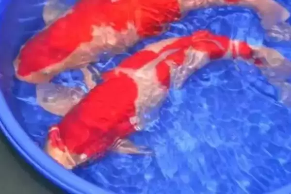 图片[3]-锦鲤粘液没了的救活方法 ,锦鲤粘液没了还能救活吗-会东网