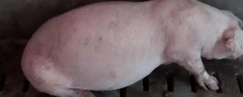 处理猪胀气问题的方法和重点？养猪要做好哪些肠胃健康管理细节？-会东网