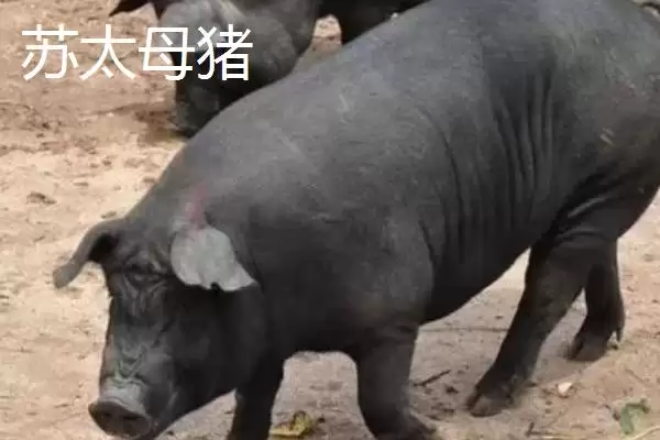 提高苏太母猪产仔量的方法和重点？养猪要做好哪些繁育细节？插图2