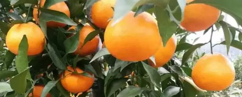 明日见和有何品种特性呢 ,明日见品种的甜度特别高是其特点插图 明日见和有何品种特性呢 ,明日见品种的甜度特别高是其特点插图