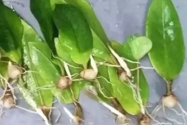 金钱木侧芽的繁殖方式 ,金钱木侧芽常采用什么方式繁殖插图5