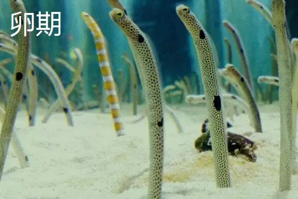 图片[3]-鳗鱼是怎样的鱼类 ,鳗鱼常栖息在什么水域-会东网