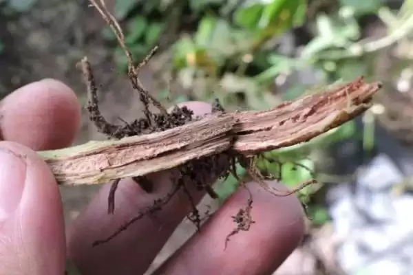 图片[2]-探寻芸豆烂根死棵原因的方法和重点？探寻芸豆烂根死棵原因要做好哪些细节？-会东网