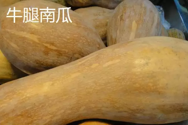 了解我国本土南瓜品种的方法和重点?认识本土南瓜品种要做好哪些细节?插图5 了解我国本土南瓜品种的方法和重点?认识本土南瓜品种要做好哪些细节?插图5