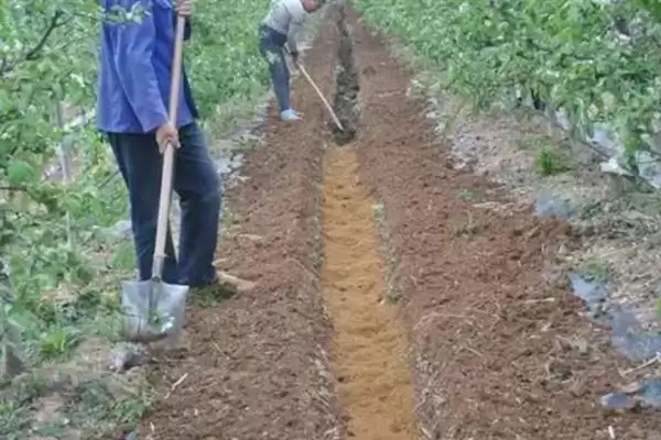 春季苹果园如何正确清园，包含物理清园和化学清园插图14