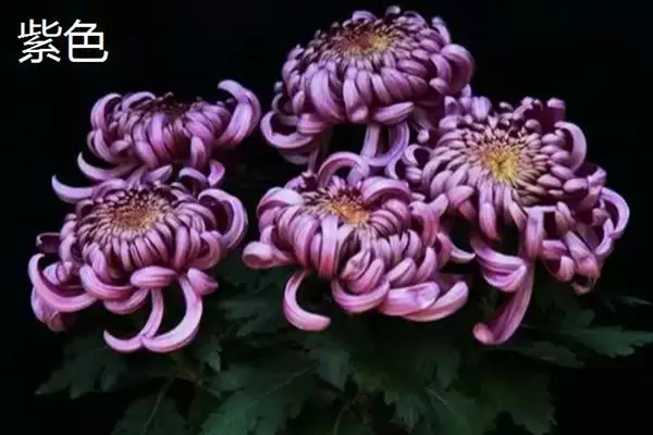 菊花的颜色种类 ,菊花常见的颜色有哪些呢?插图2 菊花的颜色种类 ,菊花常见的颜色有哪些呢?插图2