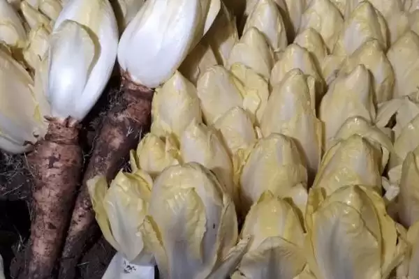 图片[4]-种植玉兰菜的方法和重点？种植玉兰菜要做好哪些细节？-会东网