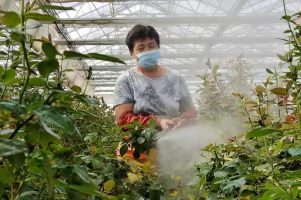 图片[2]-磷酸二氢钾对花卉的作用 ,磷酸二氢钾如何促花卉菌群繁殖？-会东网