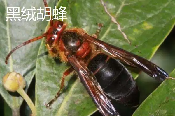 图片[6]-杀人蜂是什么蜂，实际上是多种剧毒蜂类的俗称-会东网