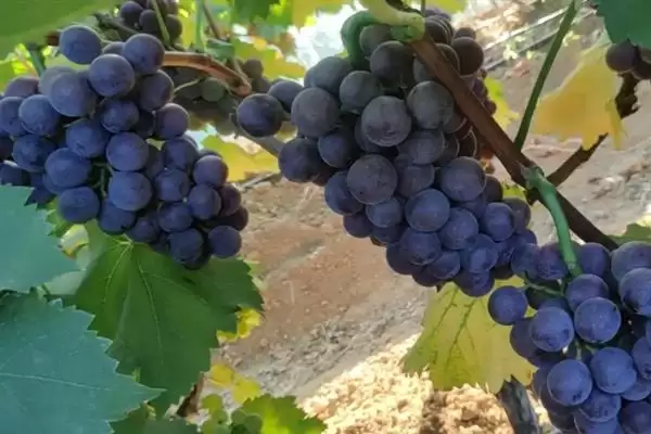 葡萄清洗秘籍:小苏打加食盐清洗的科学方法插图4 葡萄清洗秘籍:小苏打加食盐清洗的科学方法插图4