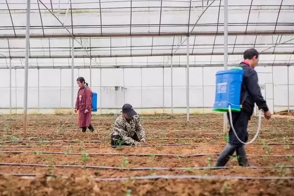 辣椒的施肥方法 ,辣椒施肥为何要增施有机肥呢?插图3 辣椒的施肥方法 ,辣椒施肥为何要增施有机肥呢?插图3