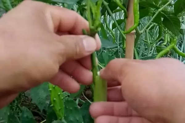 辣椒的嫁接方式 ,辣椒嫁接有哪些具体的方式呢?插图3 辣椒的嫁接方式 ,辣椒嫁接有哪些具体的方式呢?插图3