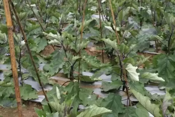 茄子打底叶时间秘籍:门茄2-3厘米左右第一次的要点插图2 茄子打底叶时间秘籍:门茄2-3厘米左右第一次的要点插图2