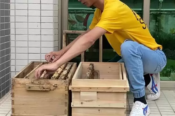 图片[2]-人工分蜂白天好还是晚上好，最佳时间是傍晚-会东网