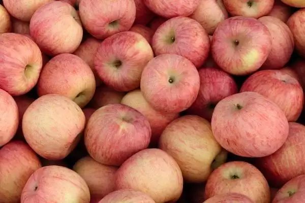 栖霞苹果的价格与产地,价格与规格有关插图4 栖霞苹果的价格与产地,价格与规格有关插图4