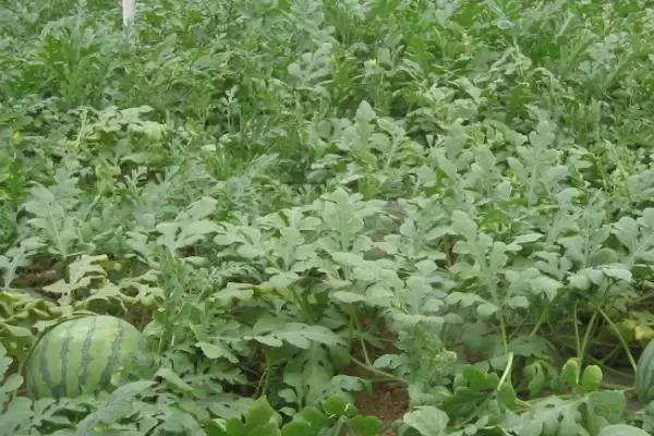 早春大棚西瓜种植管理技术的方法和重点?早春大棚种西瓜要做好哪些细节?插图2 早春大棚西瓜种植管理技术的方法和重点?早春大棚种西瓜要做好哪些细节?插图2