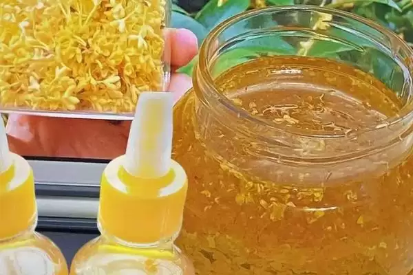 图片[6]-桂花的采摘时间，9-10月份为花期、开花中期适合采收-会东网