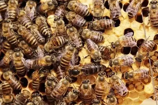 意蜂和中蜂能不能一起养，可以混养但不建议混养插图1