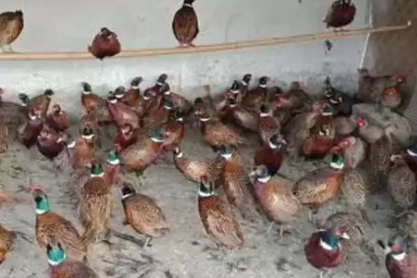 了解养殖野鸡售价的方法和重点?养鸡要做好哪些销售价格调研?插图2 了解养殖野鸡售价的方法和重点?养鸡要做好哪些销售价格调研?插图2