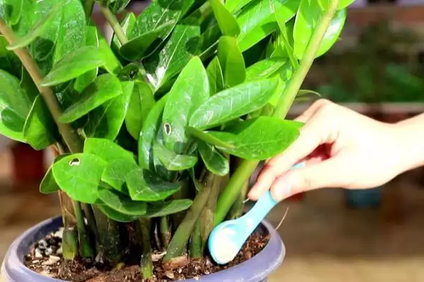 金钱树的繁殖方法 ,金钱树可采用哪些方法进行繁殖插图1 金钱树的繁殖方法 ,金钱树可采用哪些方法进行繁殖插图1