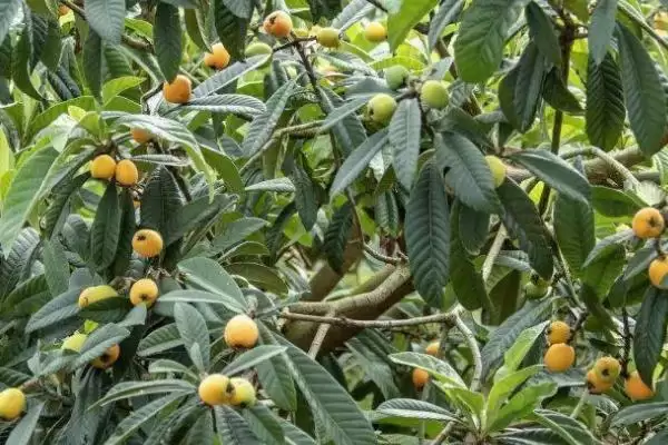 枇杷苹果密蛎蚧,刚开始为害时叶片后为害枝条插图2 枇杷苹果密蛎蚧,刚开始为害时叶片后为害枝条插图2