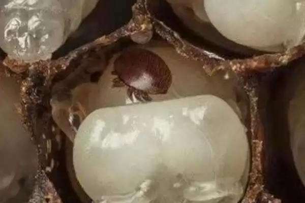 蜂螨如何产生,可交配繁殖或寄生在蜜蜂身上插图1 蜂螨如何产生,可交配繁殖或寄生在蜜蜂身上插图1