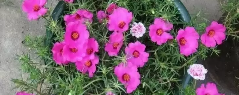 庭院花卉种植优选：太阳花、腊梅花打造美丽家园-会东网