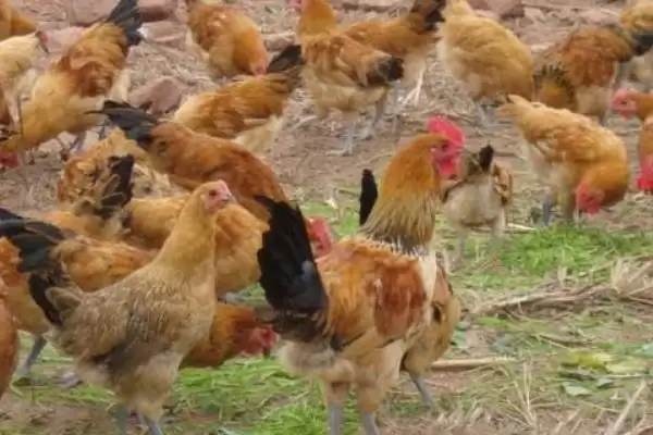 计算散养土鸡成本的方法和重点?养鸡要做好哪些成本核算?插图2 计算散养土鸡成本的方法和重点?养鸡要做好哪些成本核算?插图2