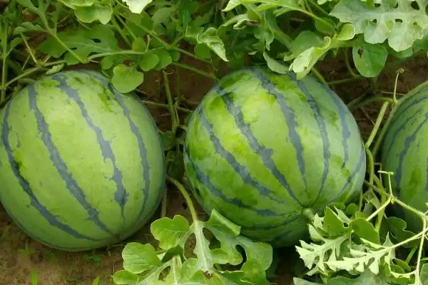 探寻中国哪里产出西瓜味道好的方法和重点？找味道好西瓜产地要做好哪些细节？插图1