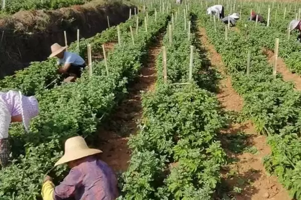 绿菊花的花语有哪些寓意 ,绿菊花有何花语寓意插图6