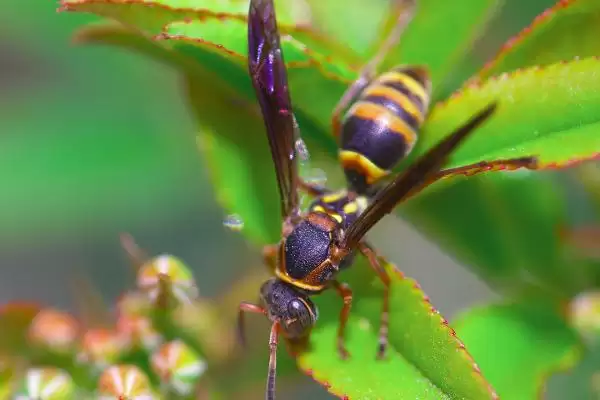 冬天马蜂都去哪里了，除了蜂王外都被冻死或饿死了插图2