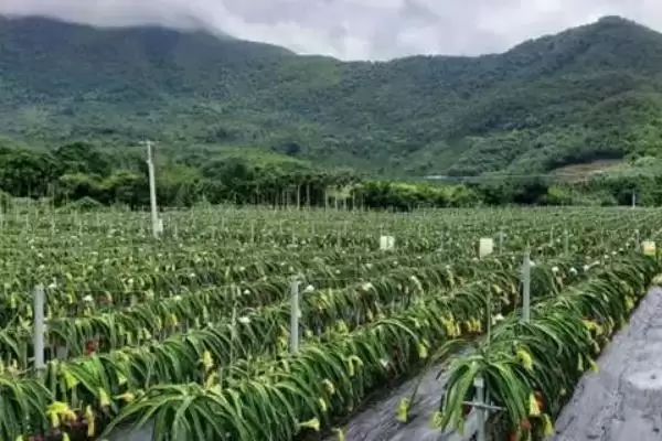 热带种植园农业有什么特点?了解热带种植园农业特点要关注什么?插图4 热带种植园农业有什么特点?了解热带种植园农业特点要关注什么?插图4