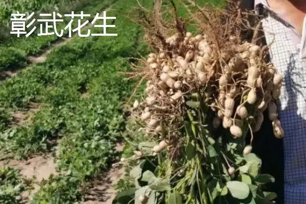 辽宁省锦州市有哪些特色水果,包括北镇葡萄、银白杏、锦州苹果等种类插图10 辽宁省锦州市有哪些特色水果,包括北镇葡萄、银白杏、锦州苹果等种类插图10