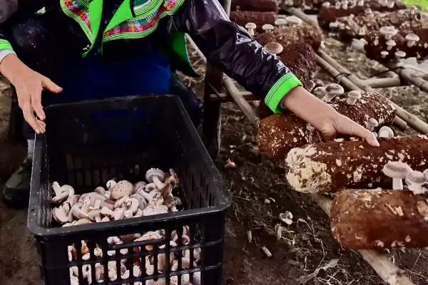 图片[2]-食用菌采收技术要点？采收食用菌要掌握哪些关键的技术要点和方法？-会东网
