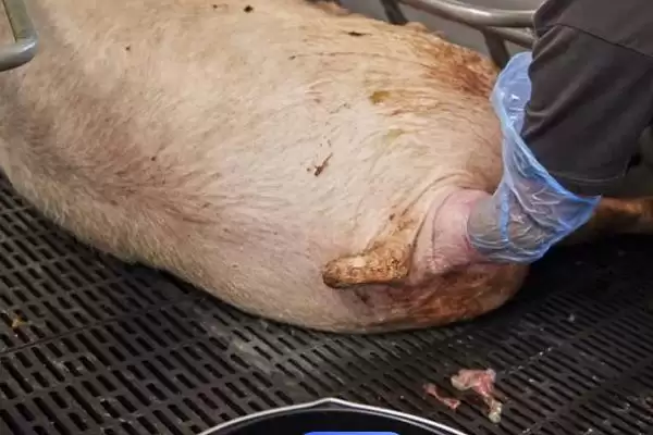 母猪助产钩要怎么进行使用呢,母猪难产时助产人员可使用助产钩操作插图3 母猪助产钩要怎么进行使用呢,母猪难产时助产人员可使用助产钩操作插图3