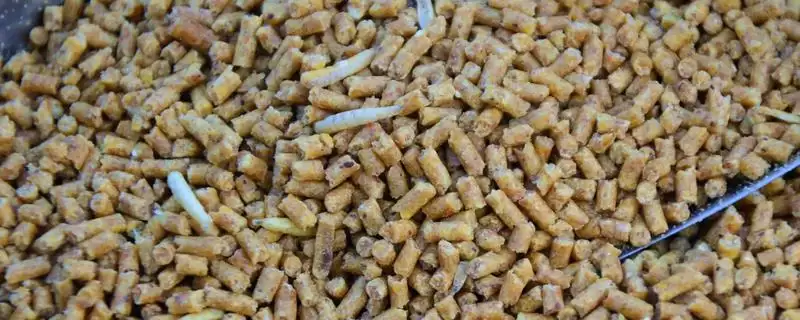 判断猪颗粒饲料能否加水拌湿的方法和重点?养猪要做好哪些饲料处理细节?-会东网