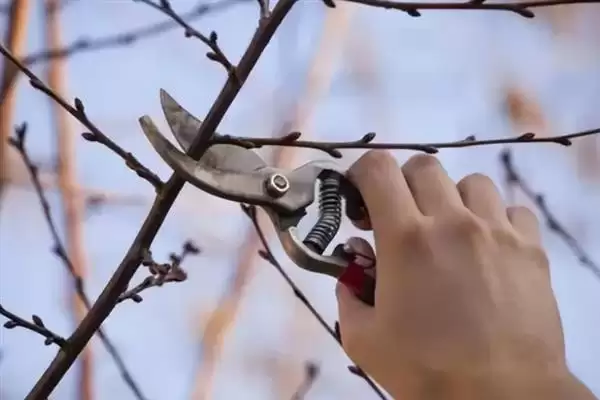 图片[3]-桃树的修剪方法？修剪桃树要掌握哪些从幼树到成年树的关键修剪技巧？-会东网