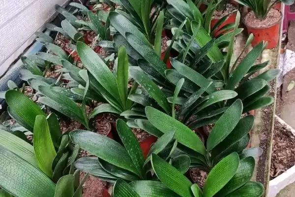 君子兰一叶苗的挑选方法 ,挑选君子兰一叶苗看什么特征？插图3
