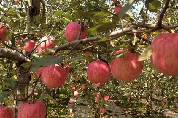 苹果树怎么栽培，在春天进行定植为佳插图3