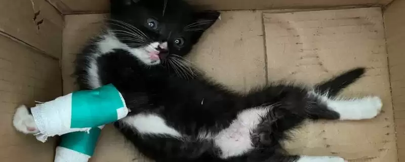 猫伤口露肉应该怎么处理呢 ,猫伤口露肉需先消毒后再包扎-会东网