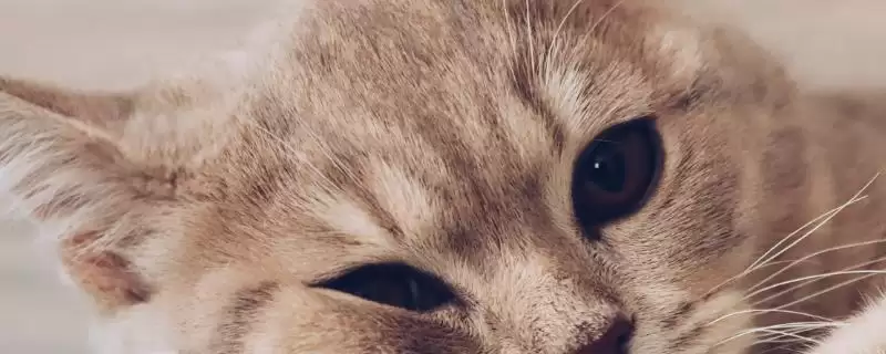 猫咪身体有寄生虫该怎么办 ,猫咪有寄生虫需及时使用驱虫药-会东网