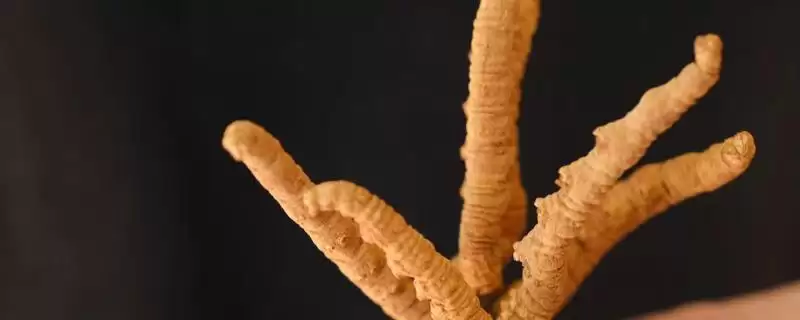什么是冬虫夏草？了解冬虫夏草要知晓哪些关键的物种特性和价值？-会东网